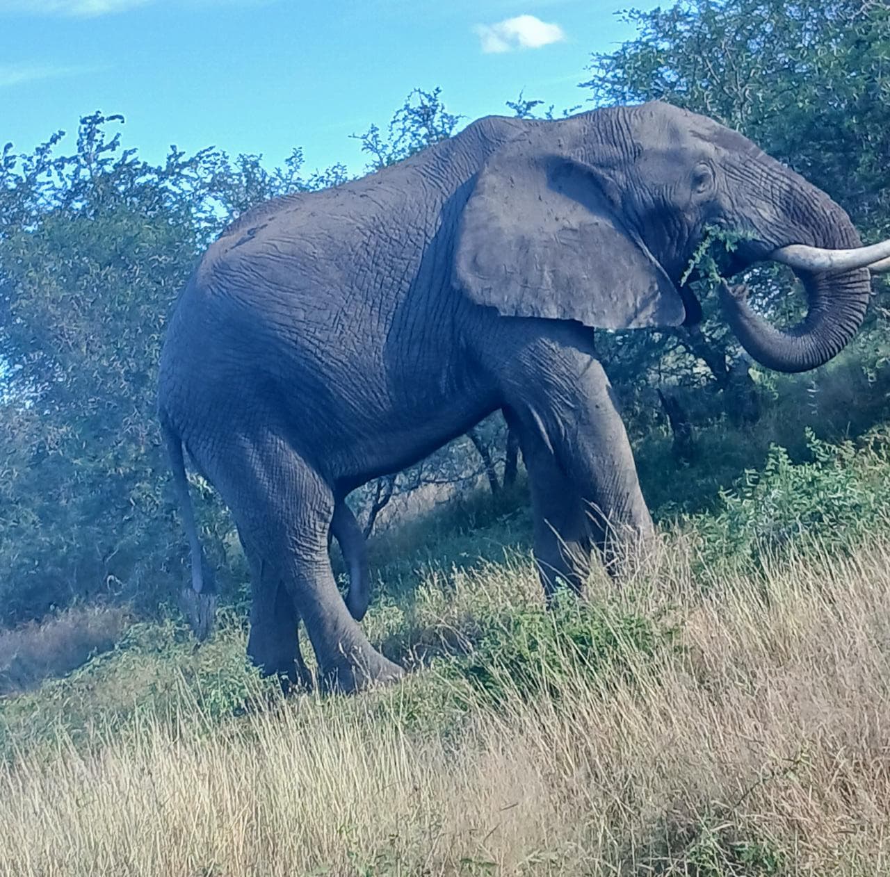 Safari