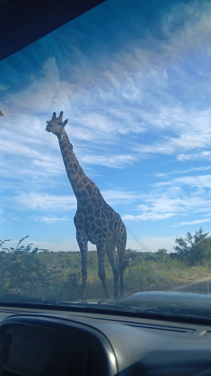 Safari