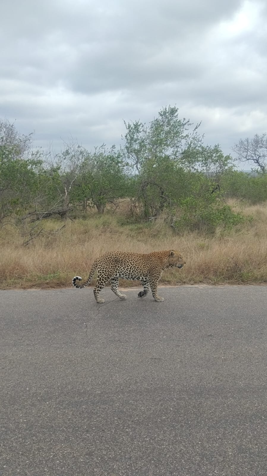 Safari