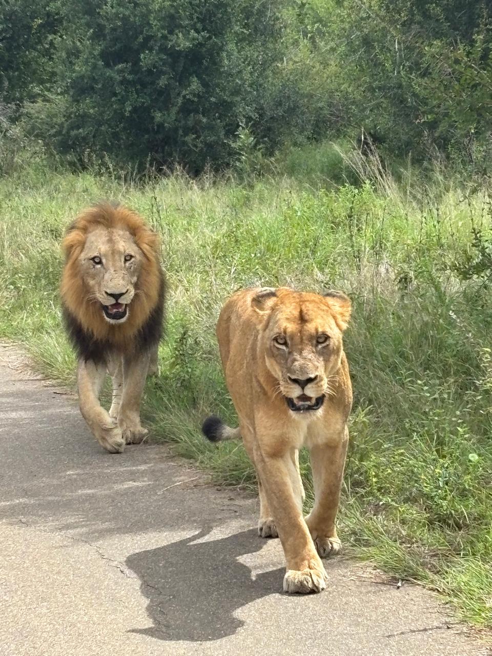 Safari