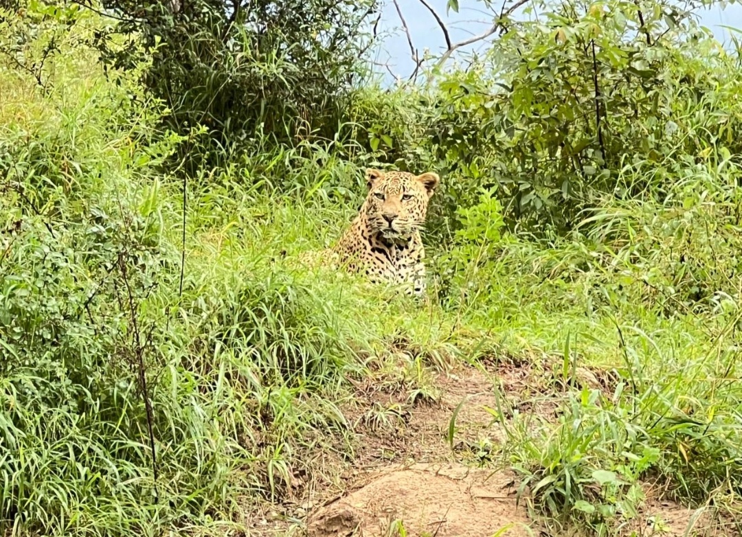 Safari